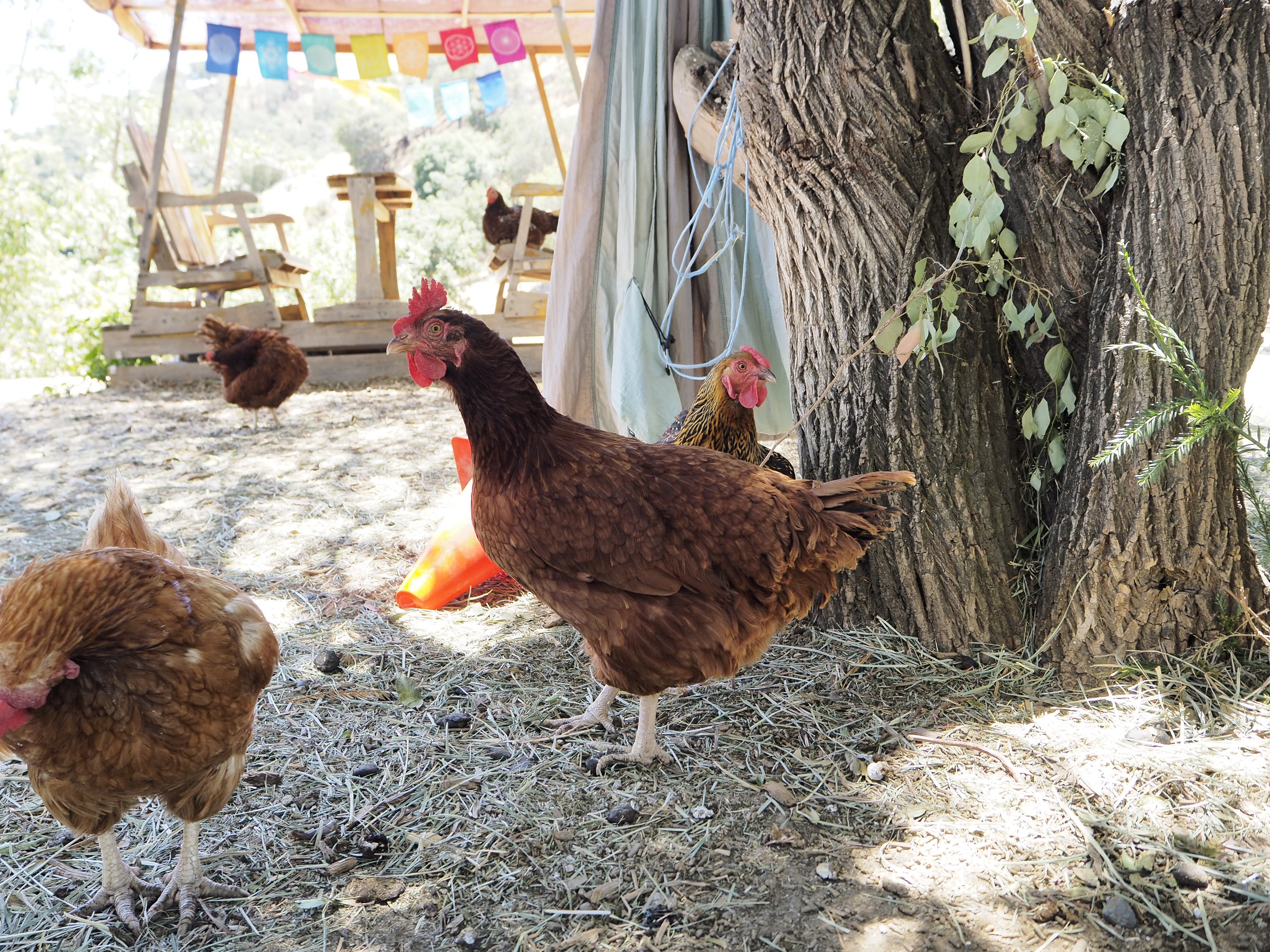 Everett Fischer, sound designer of animal sounds.